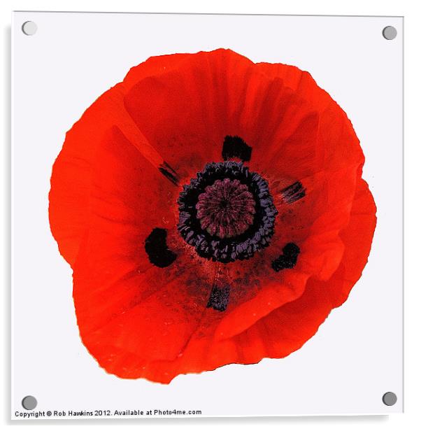 The Red Poppy Acrylic by Rob Hawkins