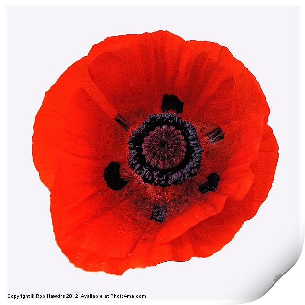 The Red Poppy Print by Rob Hawkins