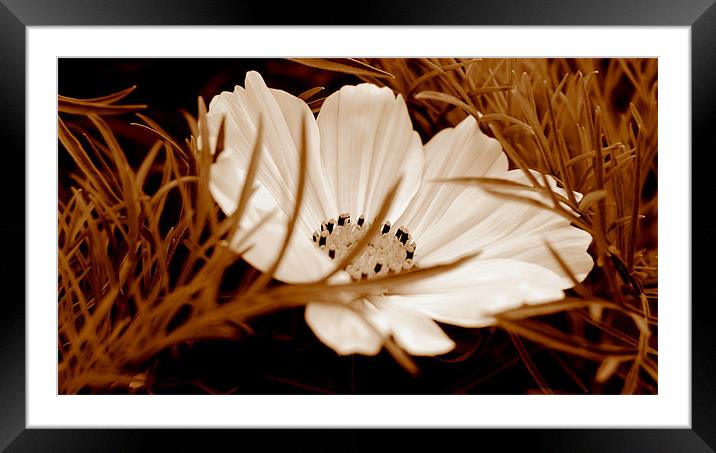 Hiding Cosmos Framed Mounted Print by Louise Godwin