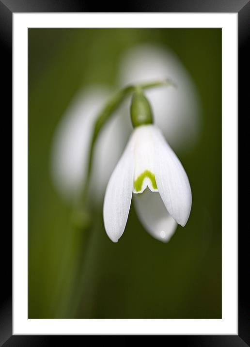 Snowdrop Framed Mounted Print by Brian Haslam