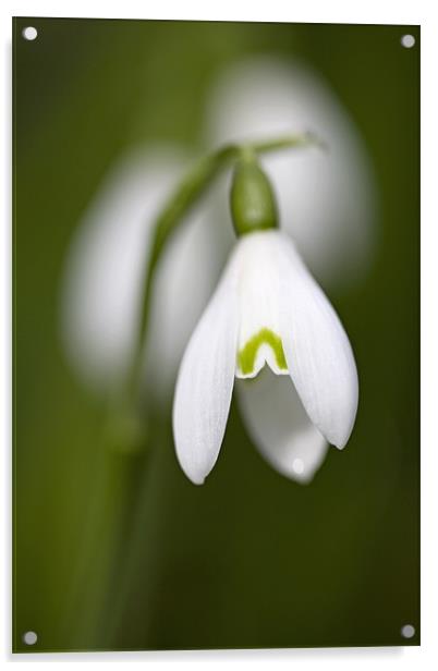 Snowdrop Acrylic by Brian Haslam