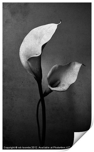 TWIN LILY'S Print by Rob Toombs