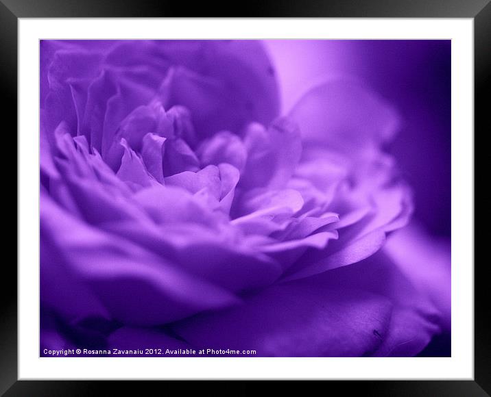 Purple Haze.. Framed Mounted Print by Rosanna Zavanaiu