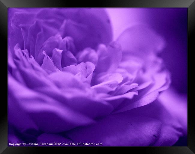 Purple Haze.. Framed Print by Rosanna Zavanaiu