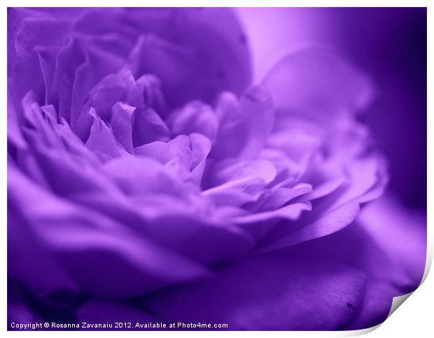 Purple Haze.. Print by Rosanna Zavanaiu