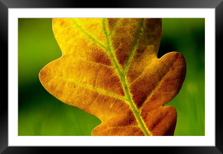 Autumn Hues Framed Mounted Print by Sandhya Kashyap