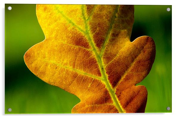 Autumn Hues Acrylic by Sandhya Kashyap