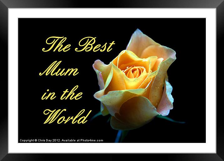 Mothers Day Rose Framed Mounted Print by Chris Day