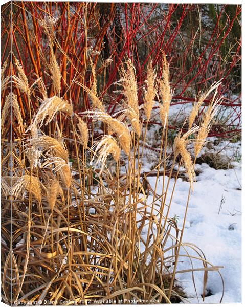 Bleached grasses in snow Canvas Print by DEE- Diana Cosford