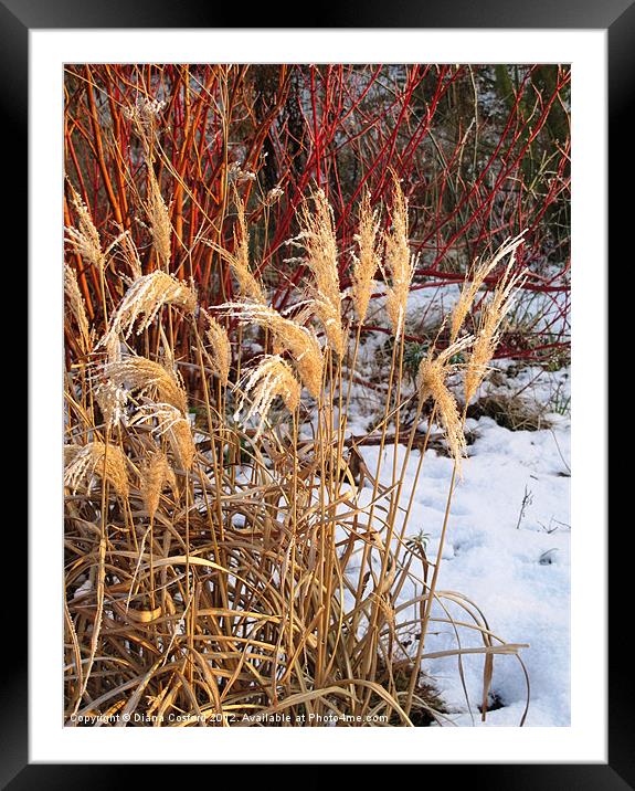 Bleached grasses in snow Framed Mounted Print by DEE- Diana Cosford
