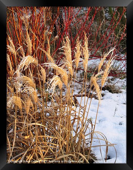 Bleached grasses in snow Framed Print by DEE- Diana Cosford