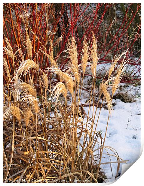 Bleached grasses in snow Print by DEE- Diana Cosford