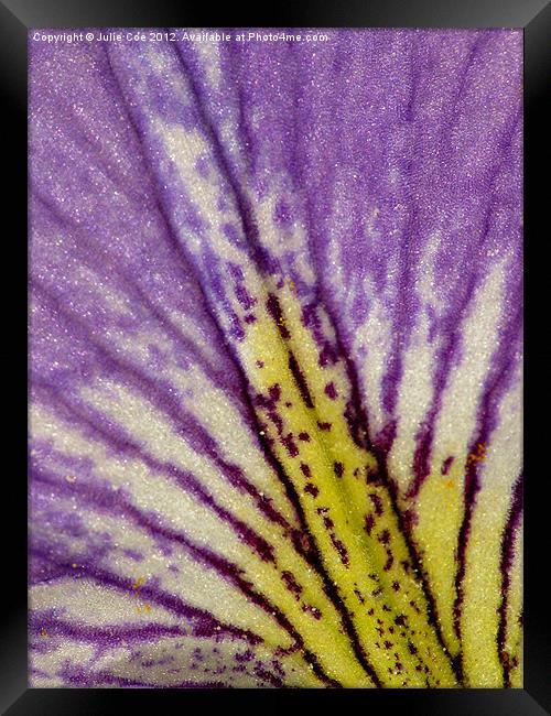 Blood Iris Petal Framed Print by Julie Coe