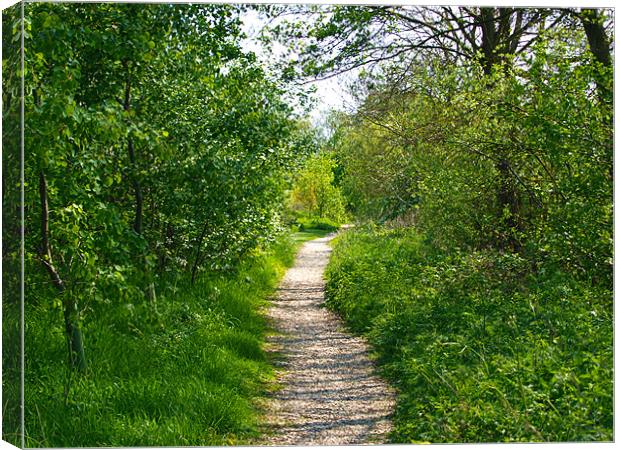 Path to green Canvas Print by andrew hall