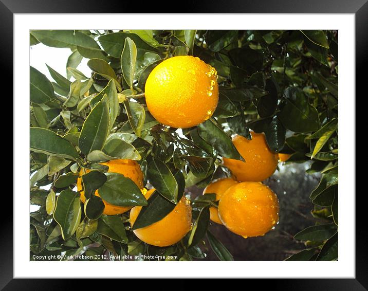The Cyprus Orange Framed Mounted Print by Mark Hobson