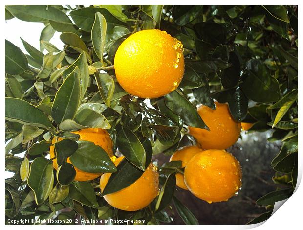 The Cyprus Orange Print by Mark Hobson