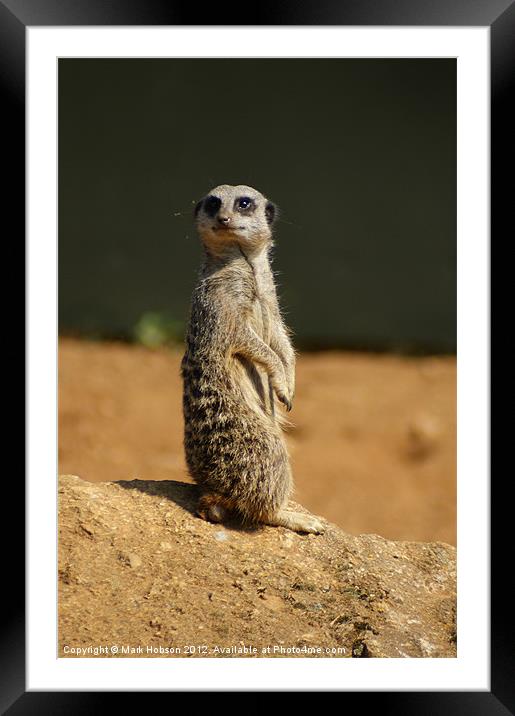 Simples Framed Mounted Print by Mark Hobson