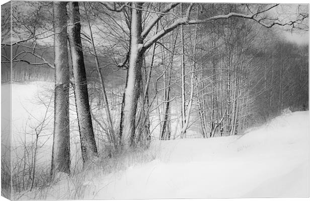 gateway to the winter forest Canvas Print by Dorit Fuhg