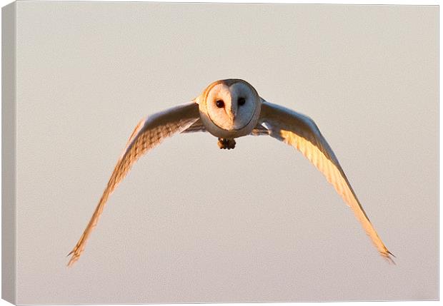 Owl in flight Canvas Print by Will Black
