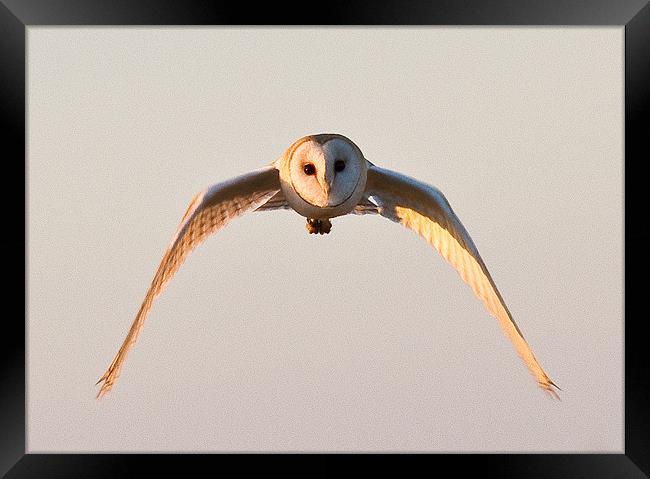 Owl in flight Framed Print by Will Black