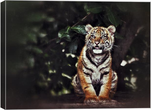 Tiger Cub - lone Cub Waiting Canvas Print by Celtic Origins