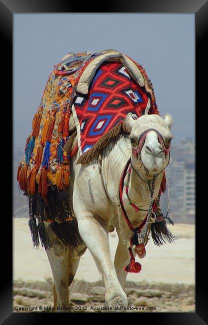Eygptian Camel Framed Print by Mark Hobson