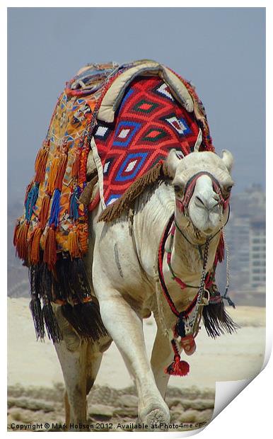 Eygptian Camel Print by Mark Hobson
