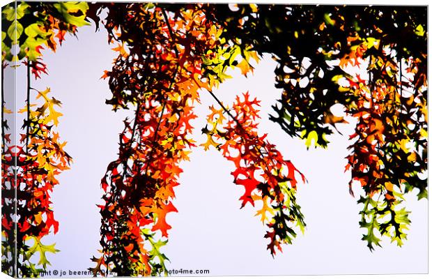 autumn frenzy Canvas Print by Jo Beerens