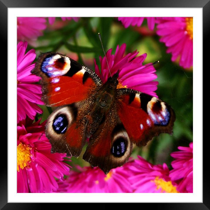 Wings of summer Framed Mounted Print by David McFarland