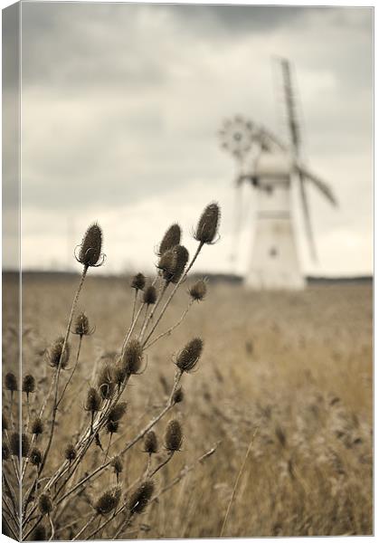 Teasel over Thurne Mill Canvas Print by Stephen Mole