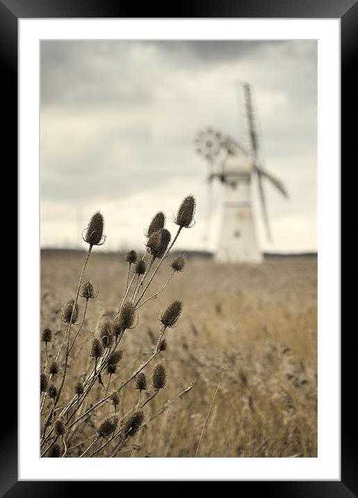 Teasel over Thurne Mill Framed Mounted Print by Stephen Mole
