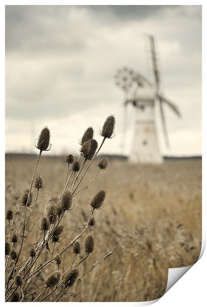 Teasel over Thurne Mill Print by Stephen Mole