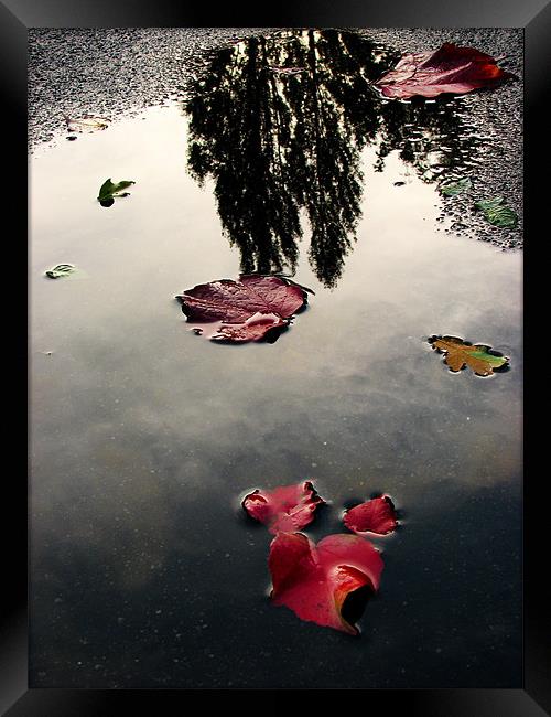 Mesmerizing Reflections after Rain Framed Print by Sandhya Kashyap