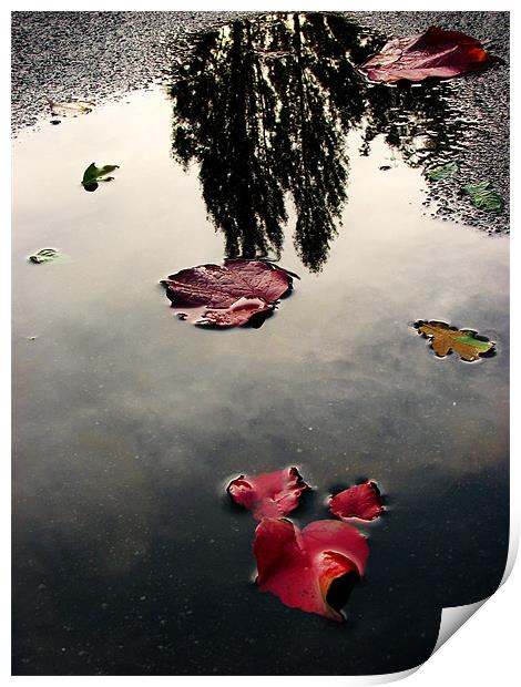 Mesmerizing Reflections after Rain Print by Sandhya Kashyap