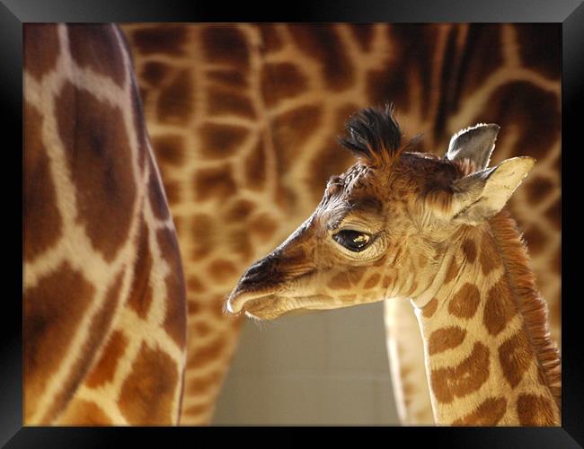 Rothschild Giraffe Calf Framed Print by Claire Ing