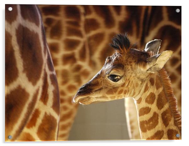 Rothschild Giraffe Calf Acrylic by Claire Ing