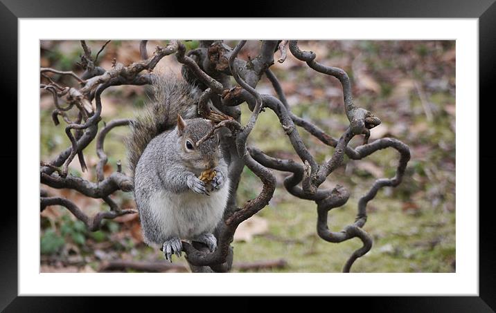 Grey Squirrel with Walnut Framed Mounted Print by Claire Ing