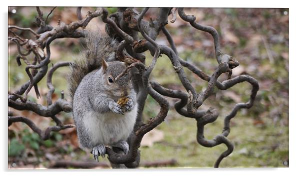 Grey Squirrel with Walnut Acrylic by Claire Ing