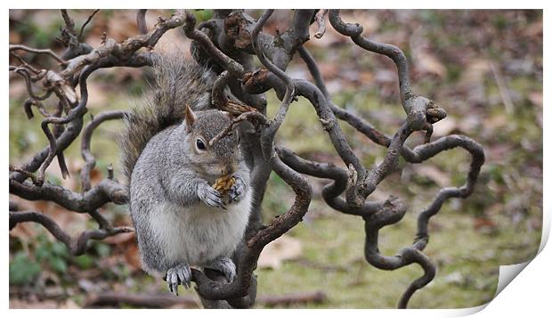 Grey Squirrel with Walnut Print by Claire Ing