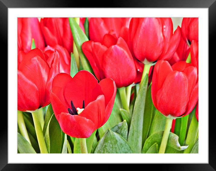 Tulips Framed Mounted Print by Steve Wilkinson