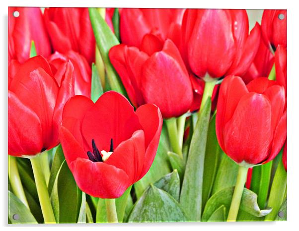 Tulips Acrylic by Steve Wilkinson