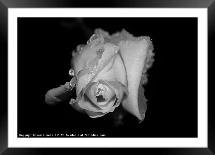frost rose during the winter Framed Mounted Print by perriet richard