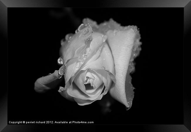 frost rose during the winter Framed Print by perriet richard