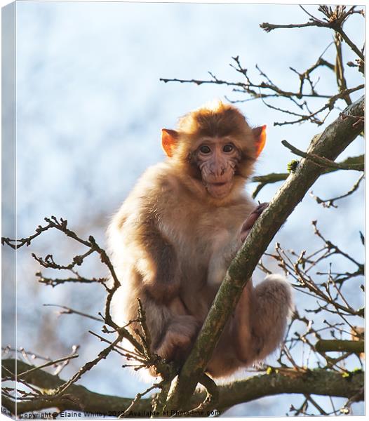 Year Old Barbary Monkey Canvas Print by Elaine Whitby