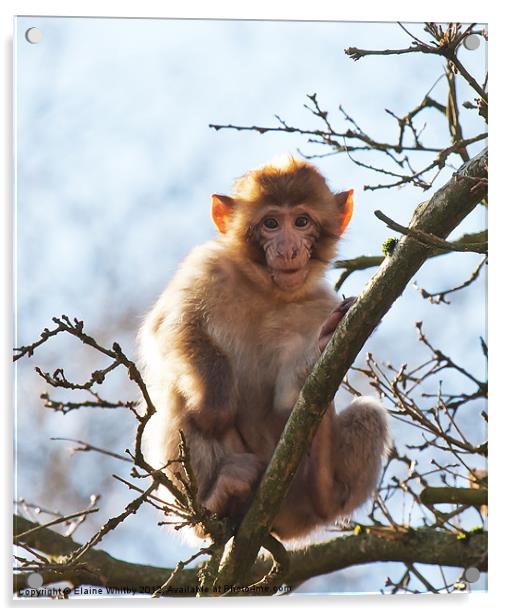 Year Old Barbary Monkey Acrylic by Elaine Whitby