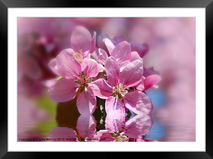   Flower   ..Spring Pink Cherry Blossom Framed Mounted Print by Elaine Manley