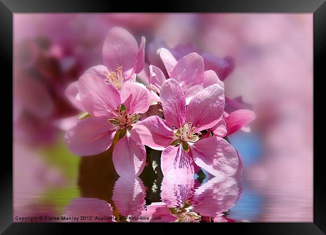   Flower   ..Spring Pink Cherry Blossom Framed Print by Elaine Manley