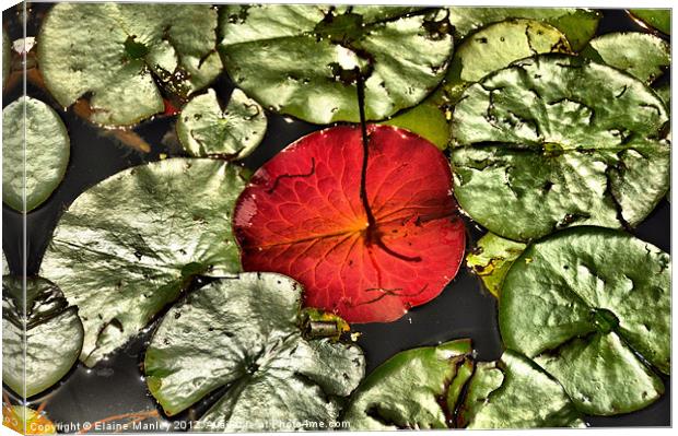 Water Lily Pad Upside Down Canvas Print by Elaine Manley