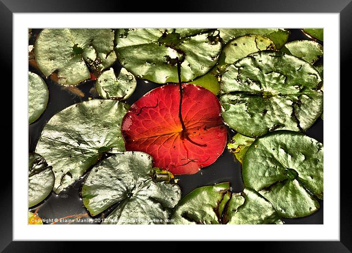 Water Lily Pad Upside Down Framed Mounted Print by Elaine Manley