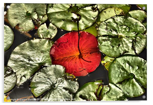 Water Lily Pad Upside Down Acrylic by Elaine Manley